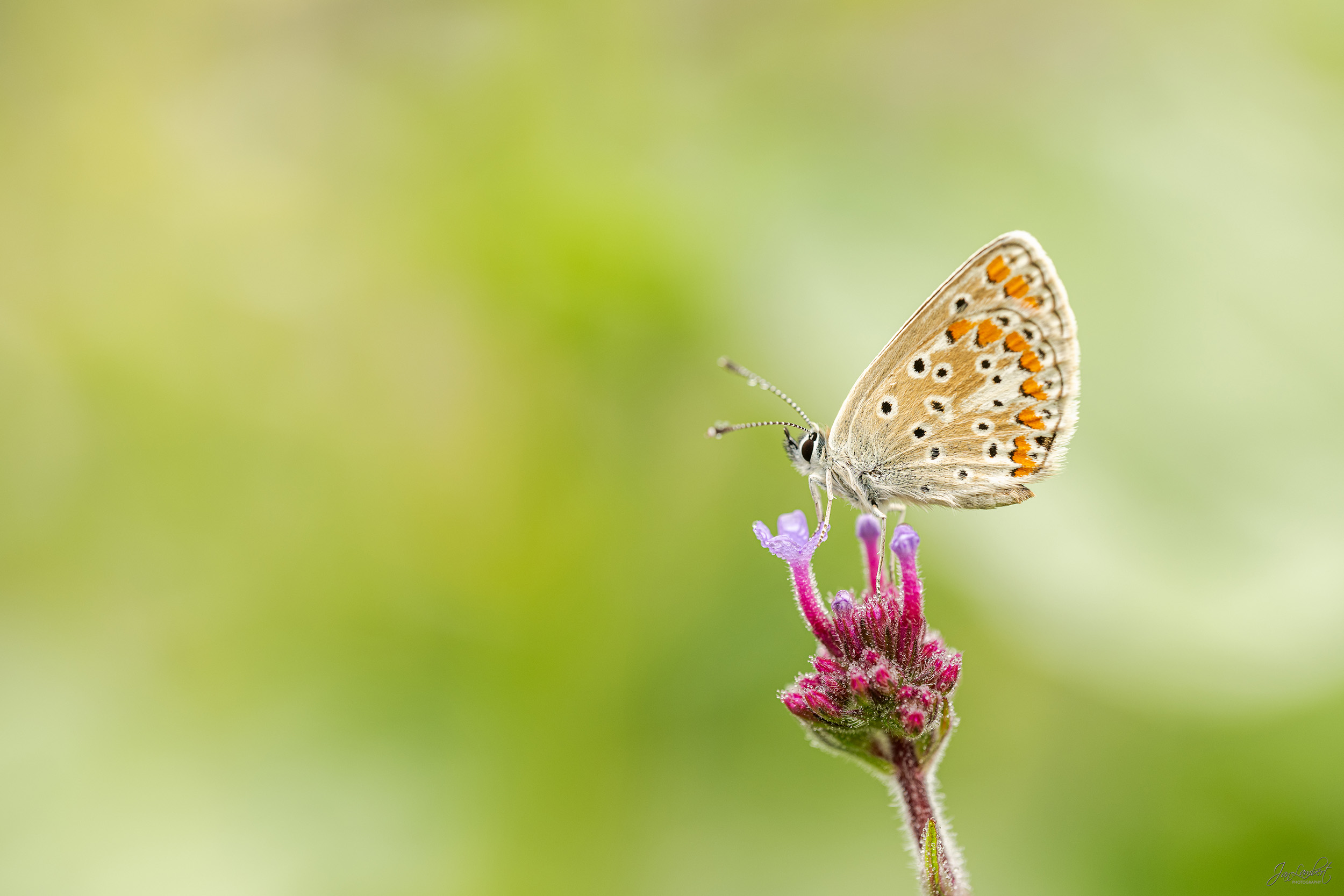 Foto bruin blauwtje - Janlambertphotography.com